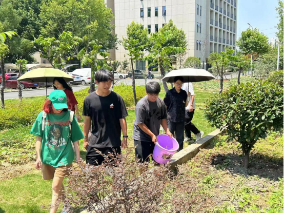 “艺同劳”芝麻地间苗移栽进行时